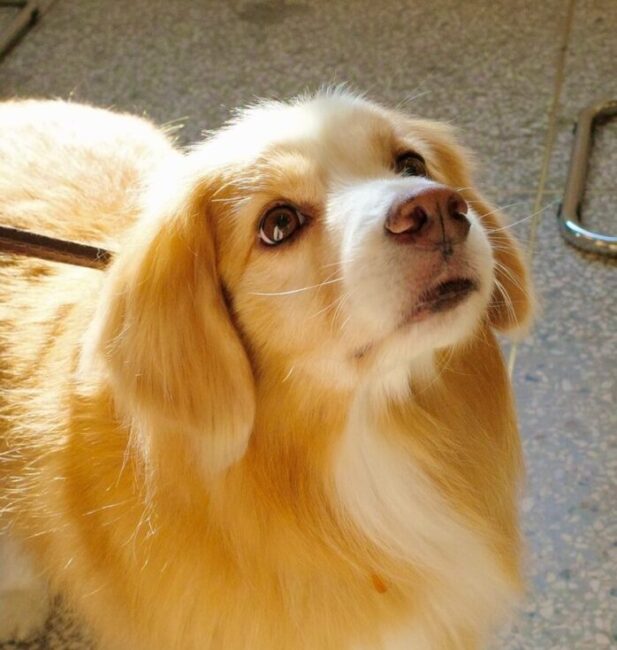 Border Collie mix