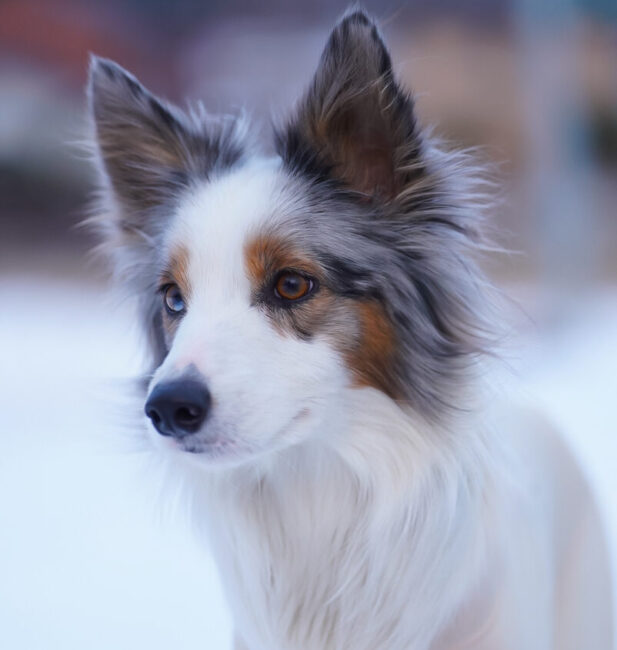 Blue Merle Border Collie