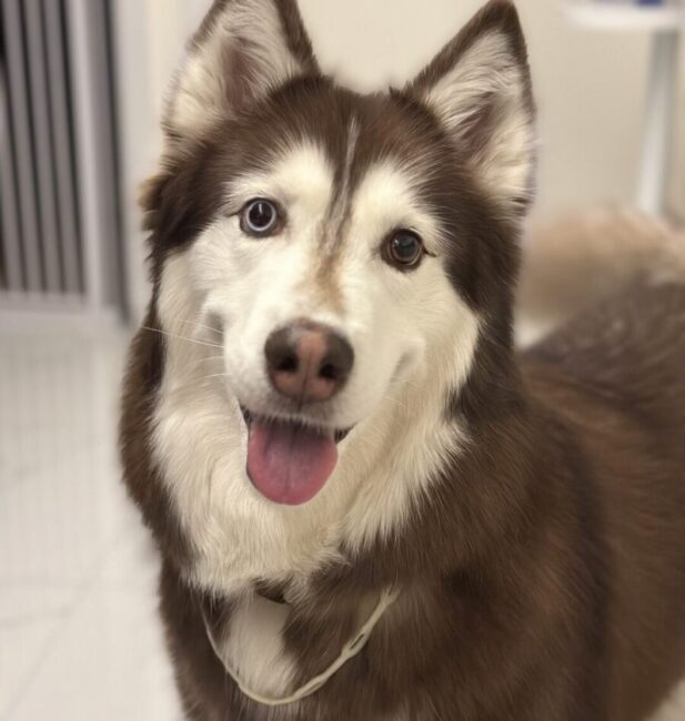 Husky