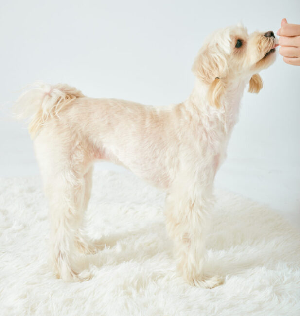 Maltipoo