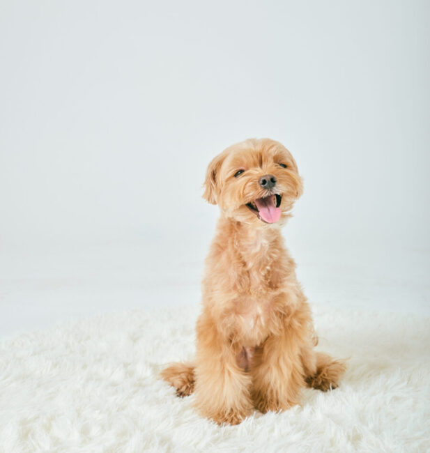 Maltipoo