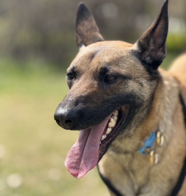 Malinois