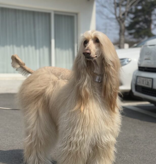 Afghan Hound