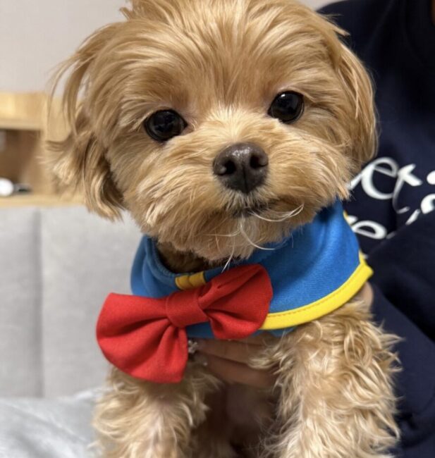 Morkie