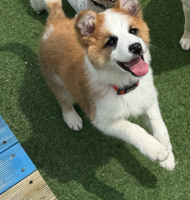Border Collie mix