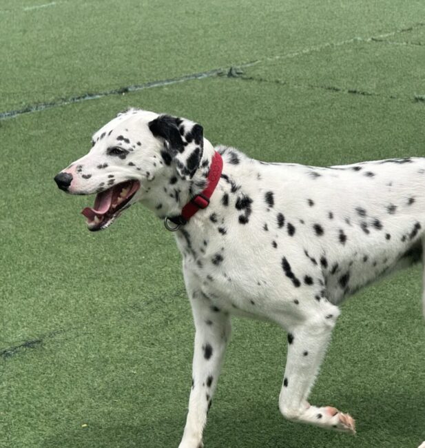 Dalmatian
