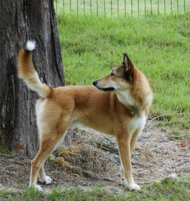 Jindo Mix