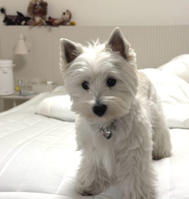 Westie