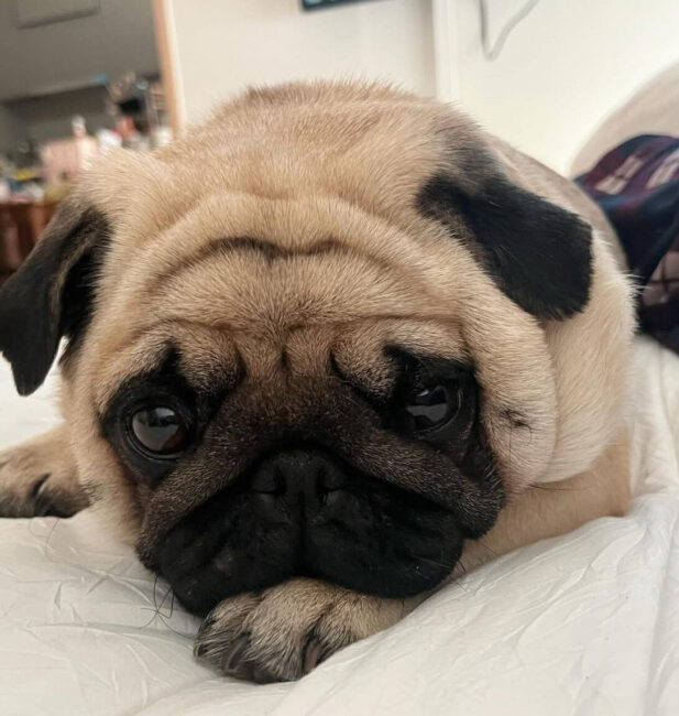 pug