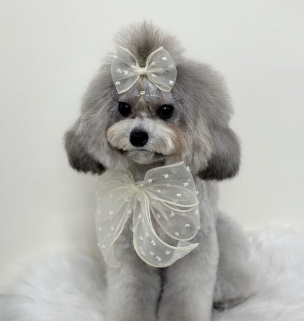 S poodle