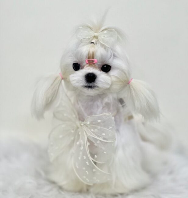 Maltese
