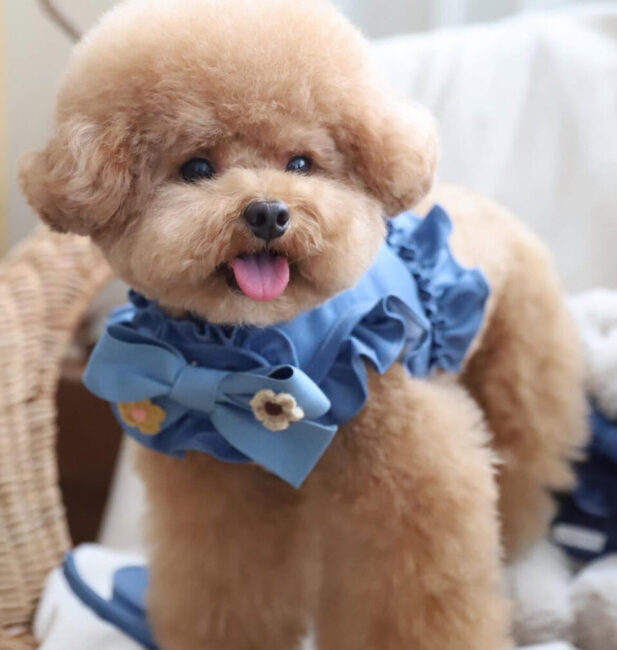 B poodle