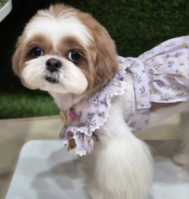 Shih Tzu