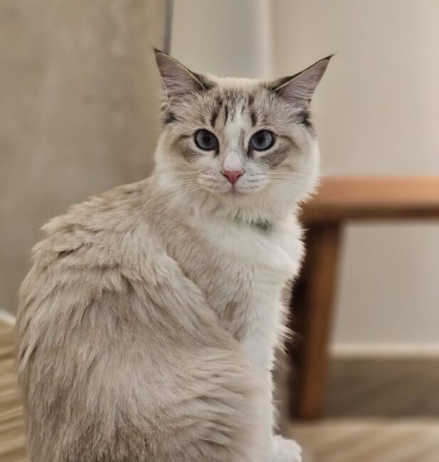 Ragdoll