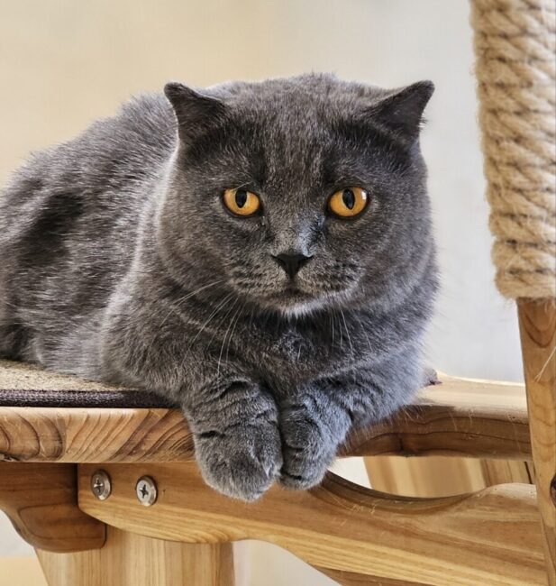 Russian Blue