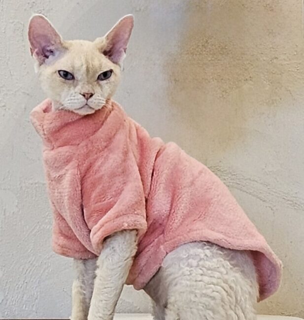 Selkirk Rex