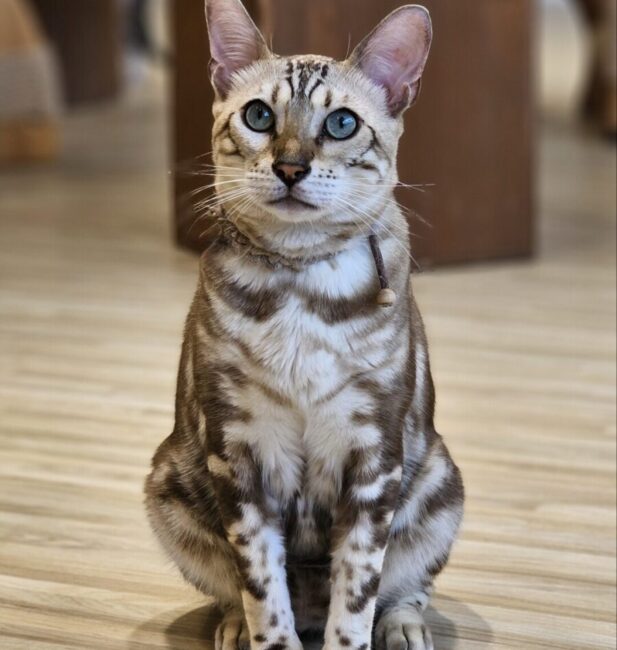bengal