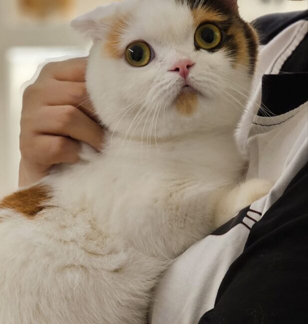 Scottish Fold