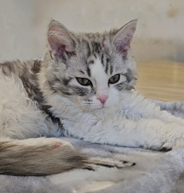 Selkirk Rex