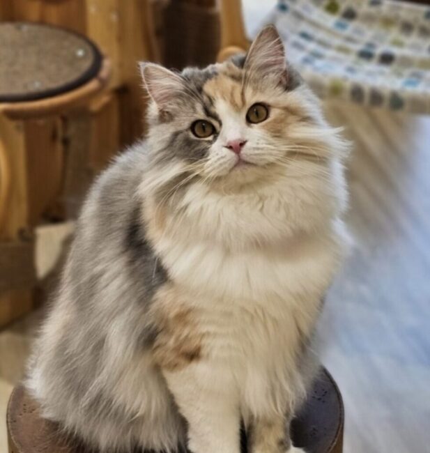 Siberian