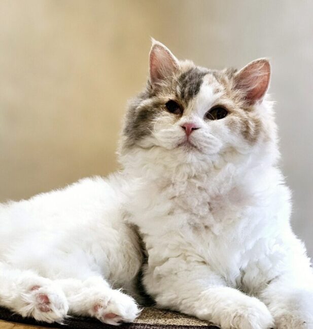 Selkirk Rex