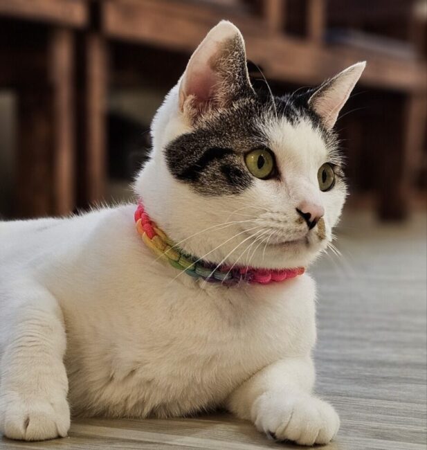 Korean shorthair