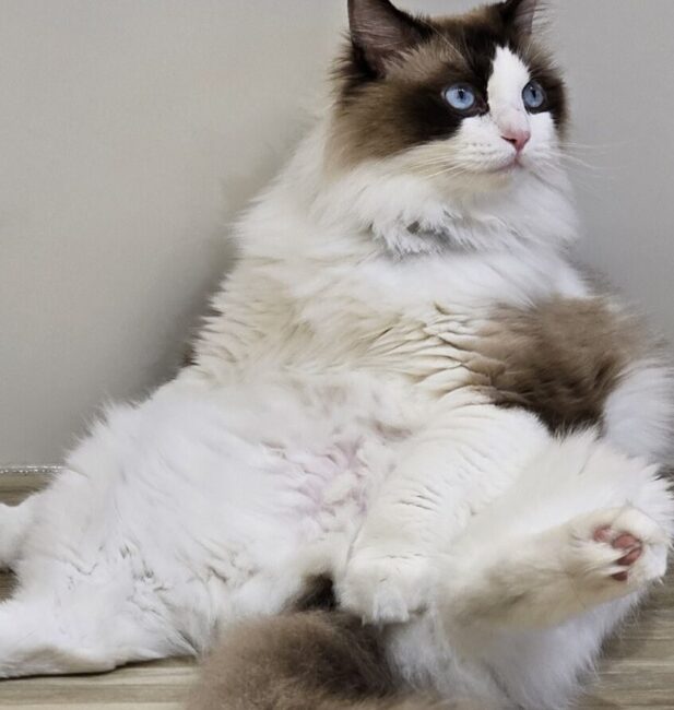 Ragdoll