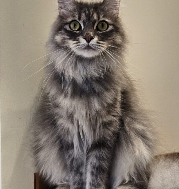 Norwegian forest