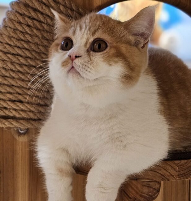 Munchkin