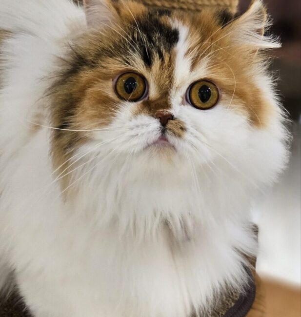 British Longhair