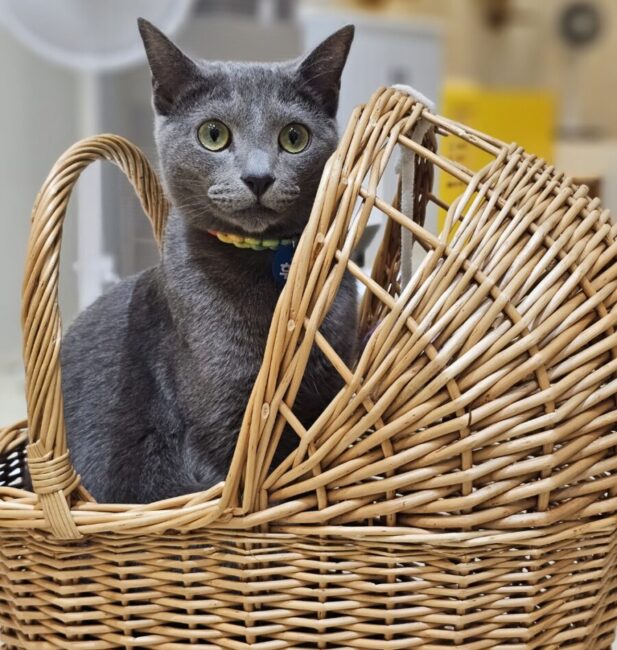 Russian Blue