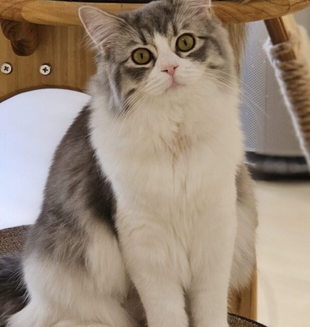 Norwegian forest