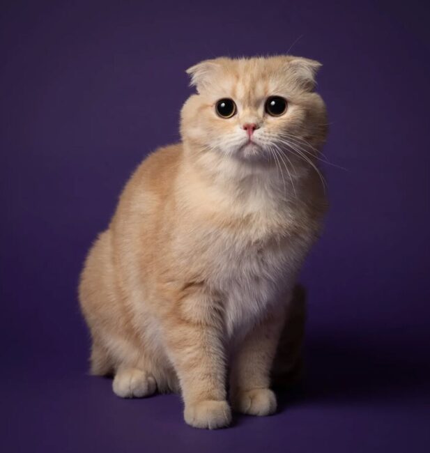 Scottish Fold