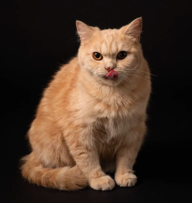 Cheesy tabby