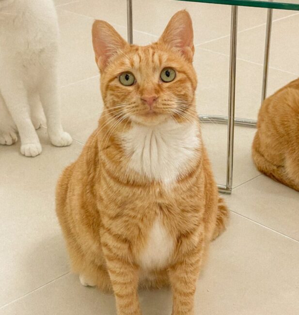 Cheesy tabby