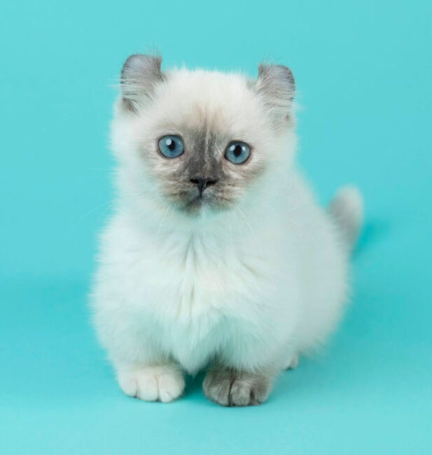 American curl x Siamese
