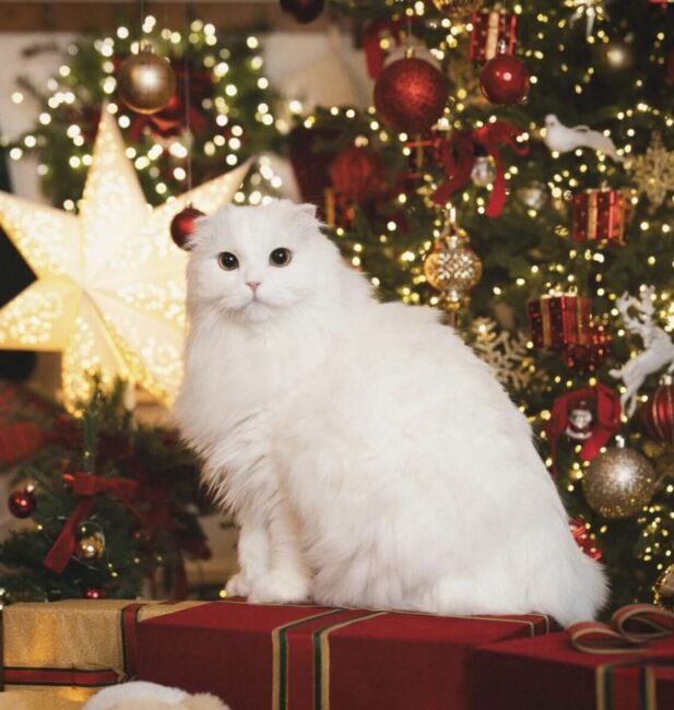 Turkish Angora
