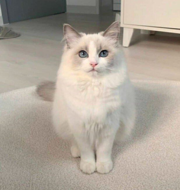 Ragdoll