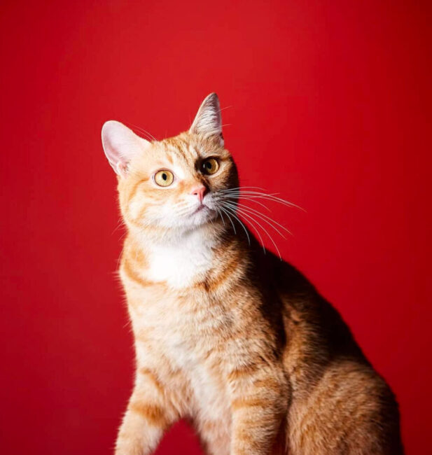 Cheesy tabby