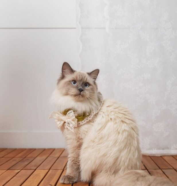 Ragdoll