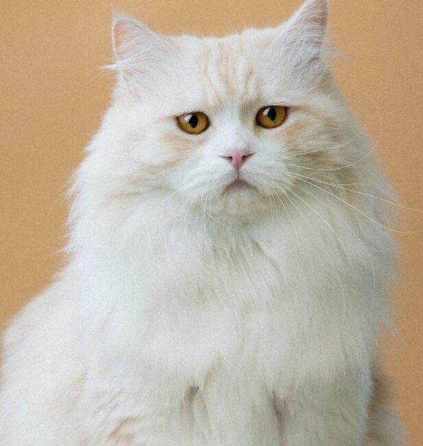 Persian