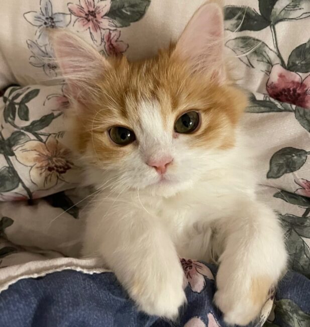 Red by Norwegian Forest