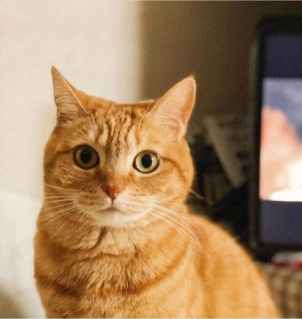 Cheesy tabby