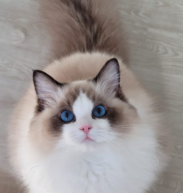 Ragdoll