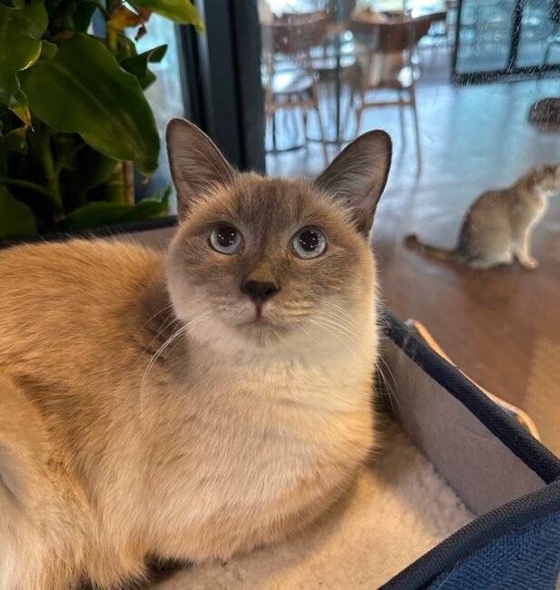 Siamese