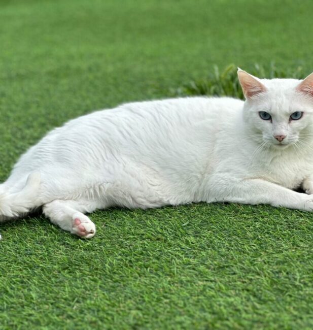 Turkish Angora