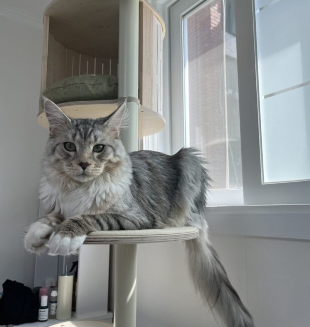 Silver by Maine Coon