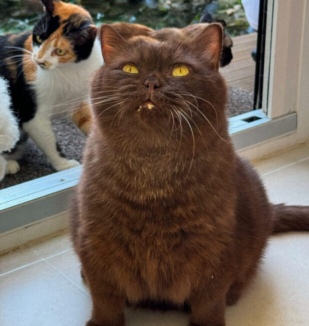 British Shorthair