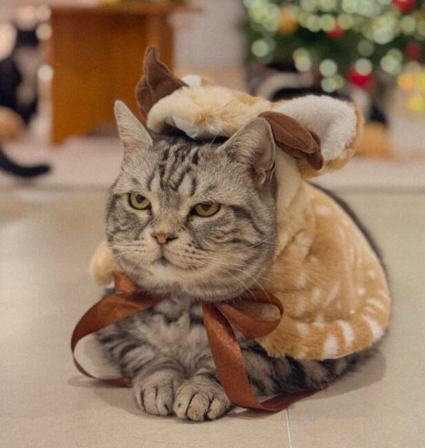 American Shorthair