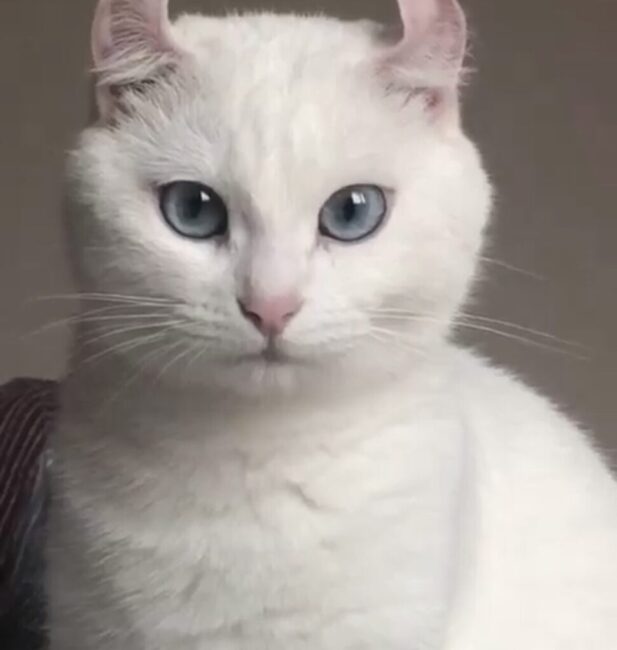 American Curl